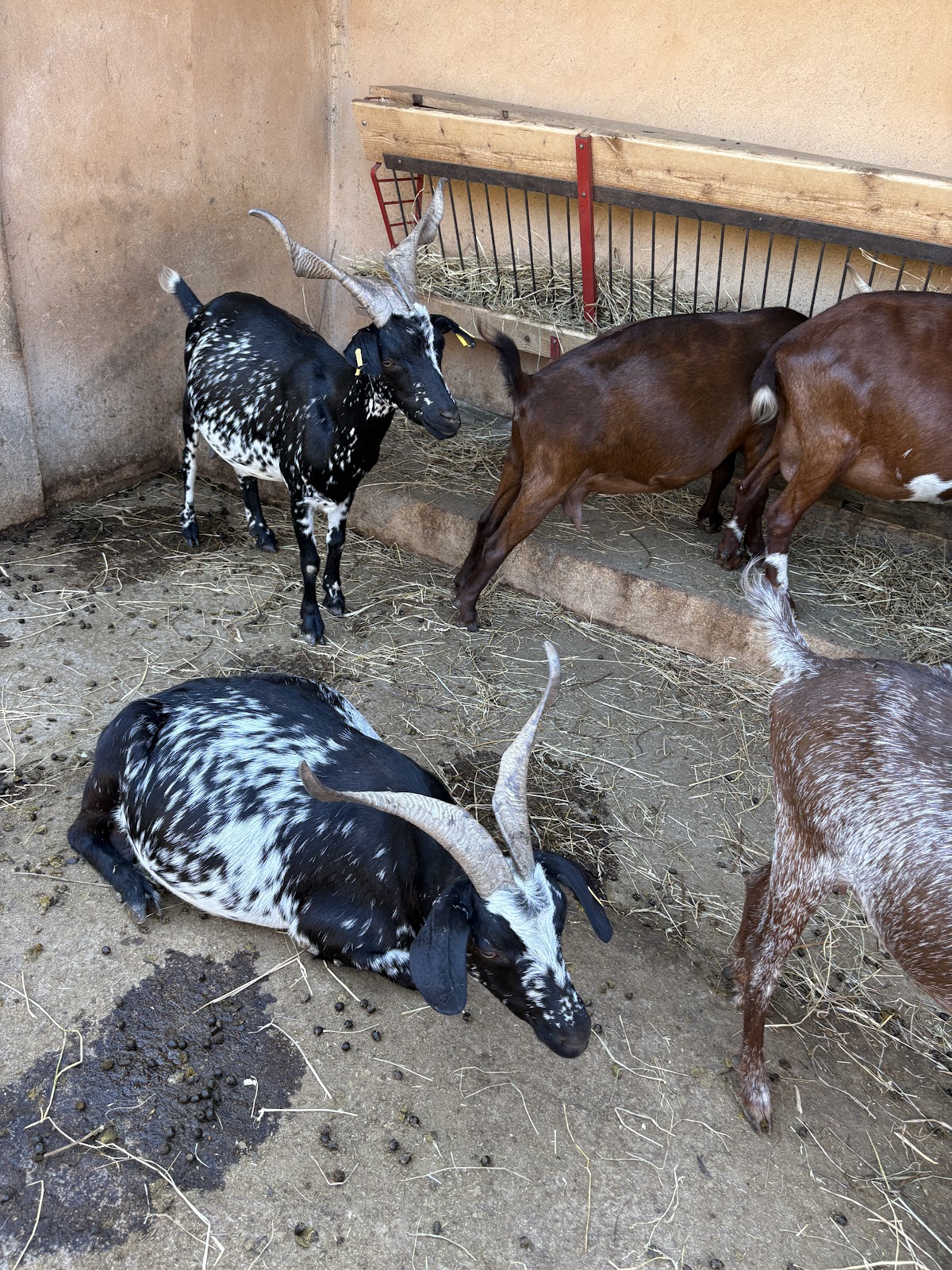 Château des Trois Sautets - Photo 6