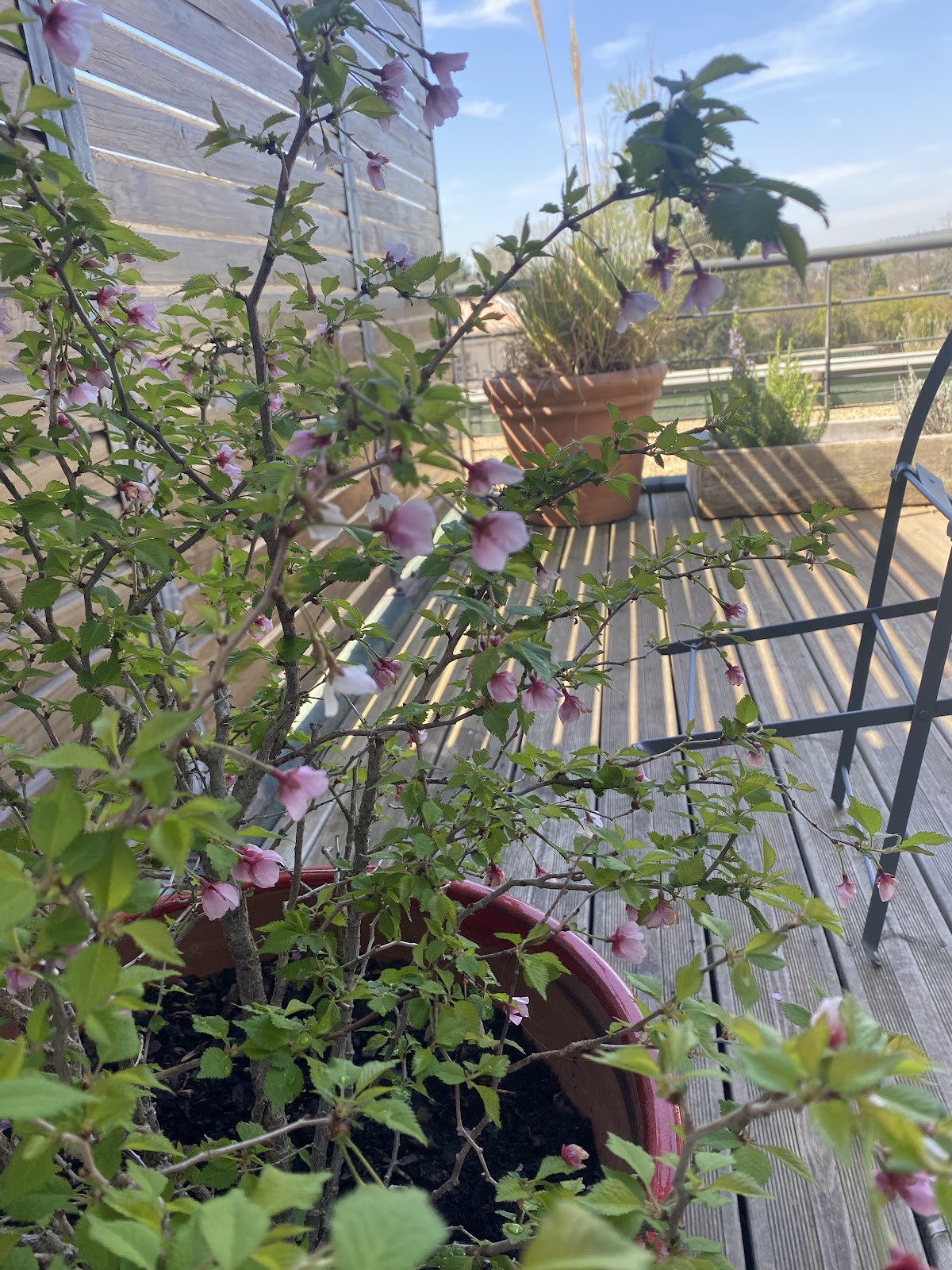 Dolce Vita - Photo 6