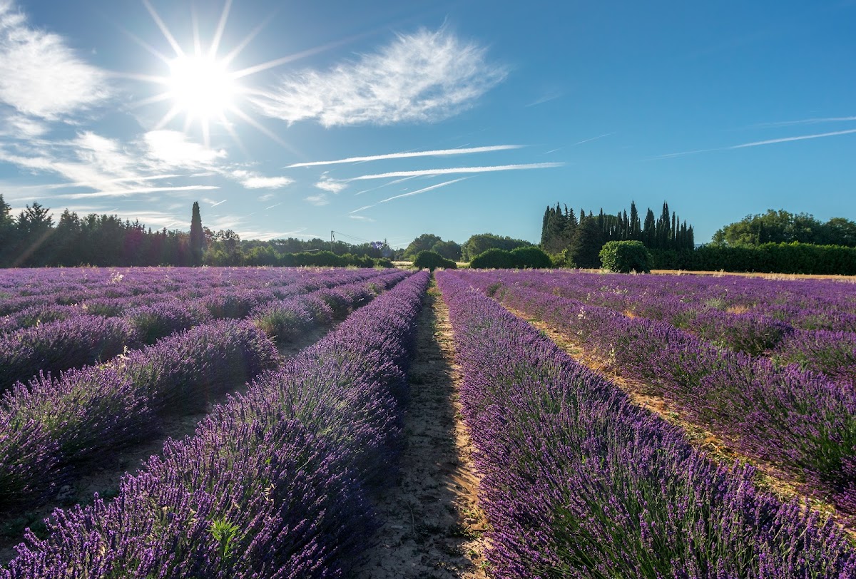 LE LAVANDIN Aix en Provence