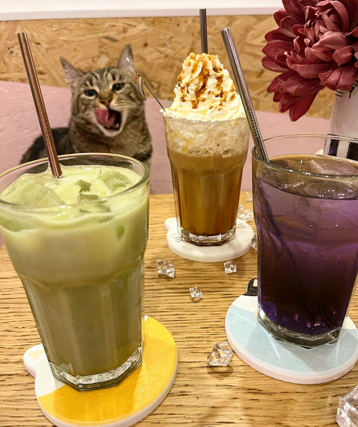 Meow Cats Café - Cats & Coffee (+10 ans uniquement) - Photo 2