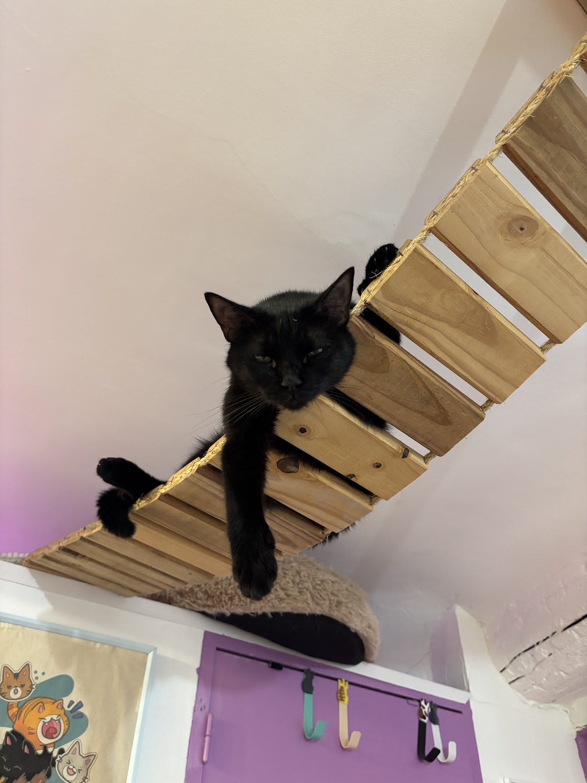 Meow Cats Café - Cats & Coffee (+10 ans uniquement) - Photo 7