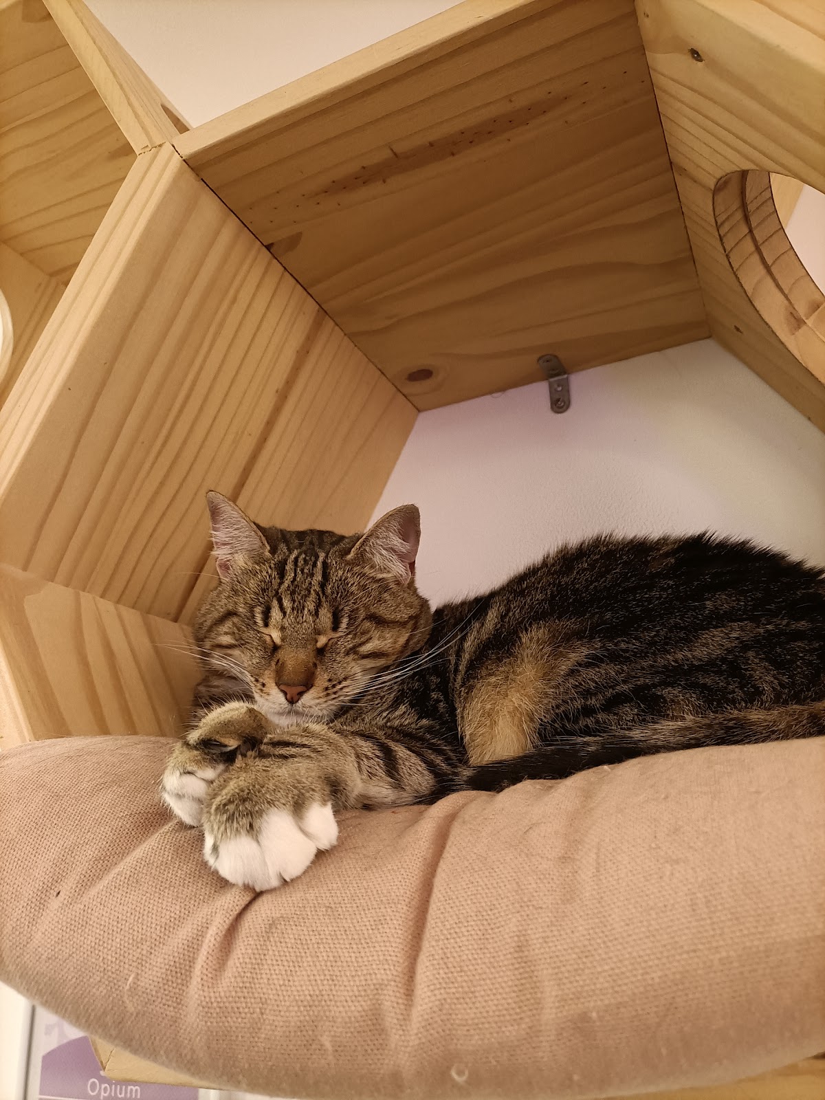 Meow Cats Café - Cats & Coffee (+10 ans uniquement) - Photo 8