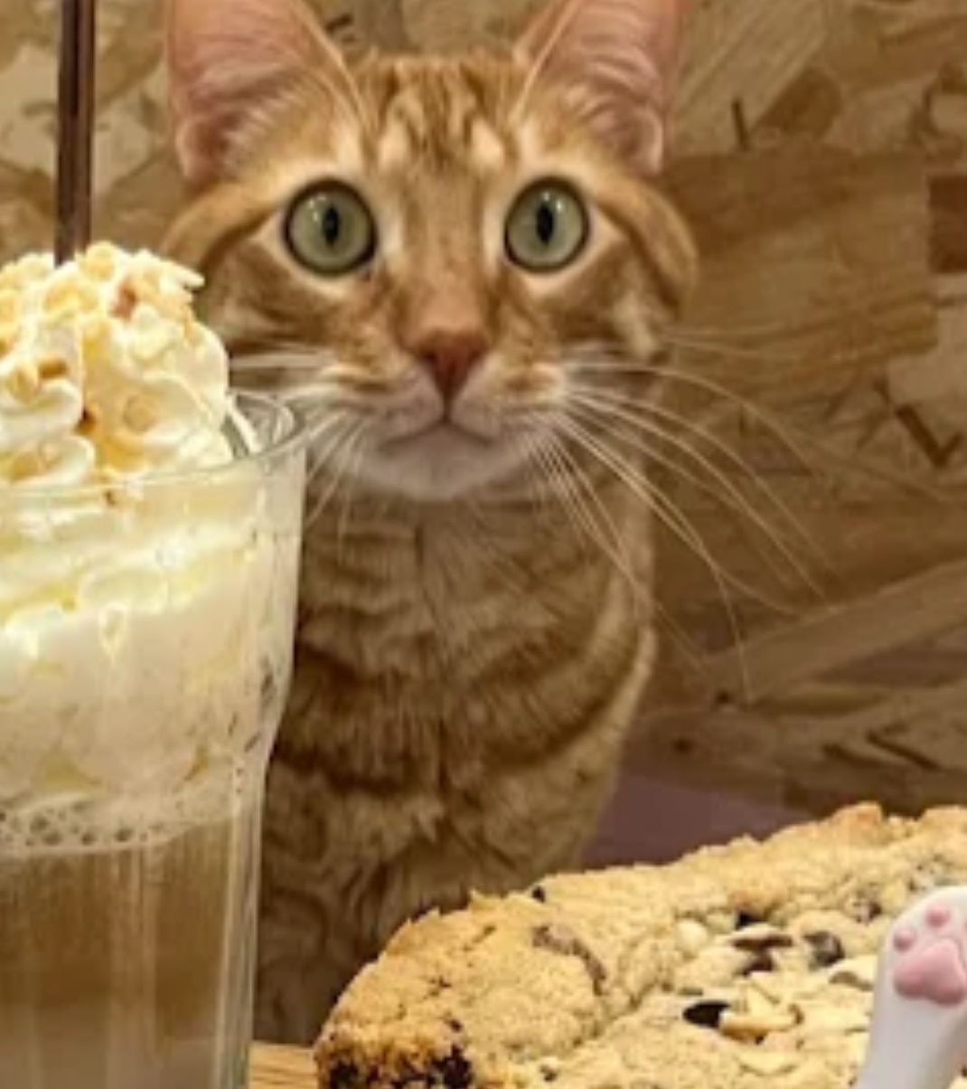 Meow Cats Café - Cats & Coffee (+10 ans uniquement) - Photo 9