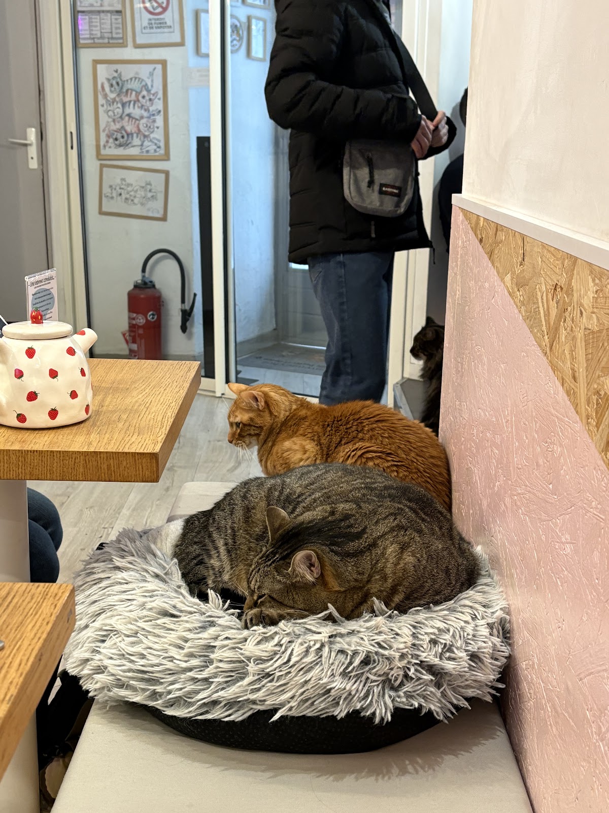 Meow Cats Café - Cats & Coffee (+10 ans uniquement) - Photo 10