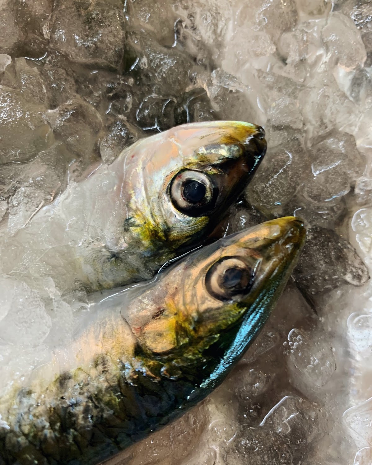 PARO Poissonnerie Fruits de mer - Photo 9