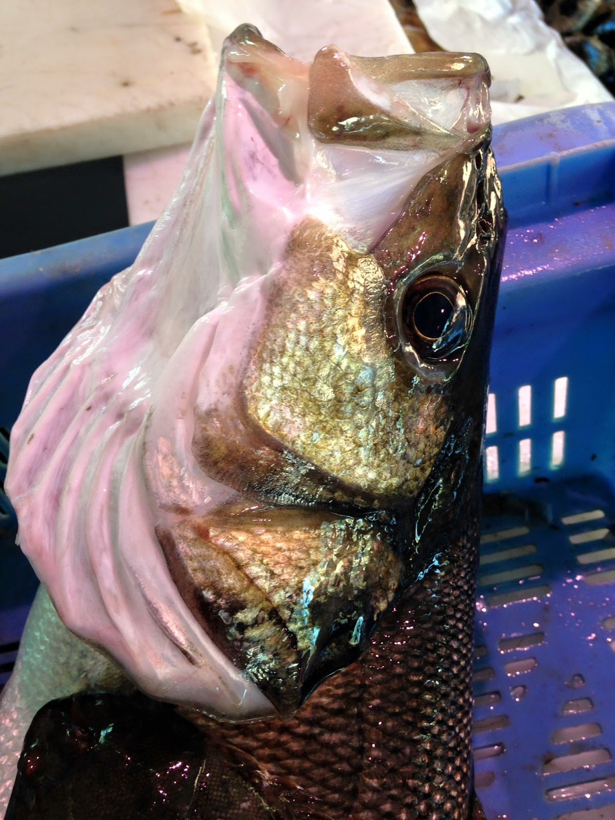 Poissonnerie - Photo 7