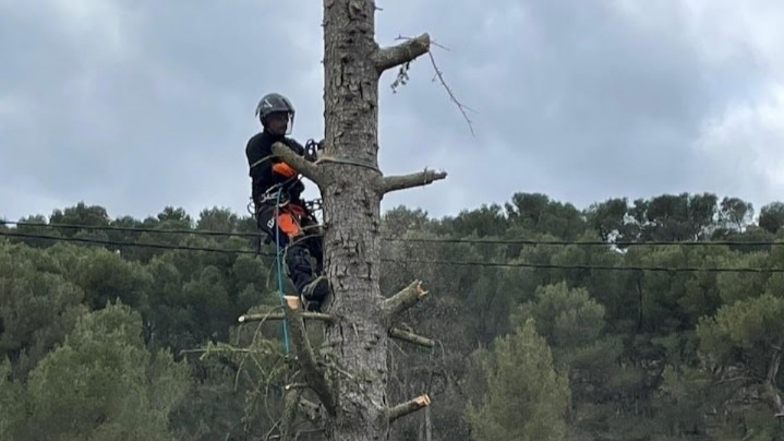 EJH élagage et jardin