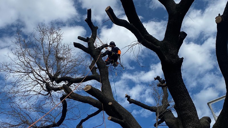 Ejh elagage et jardin