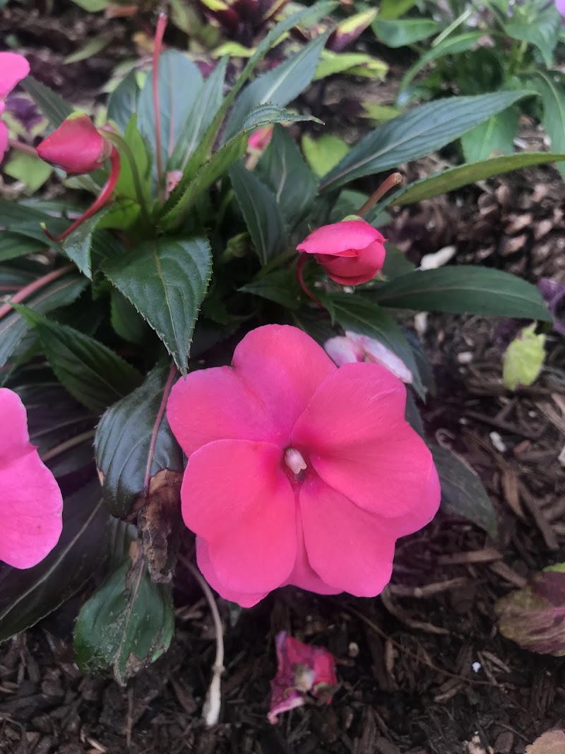 Magnolia Dry Cleaner