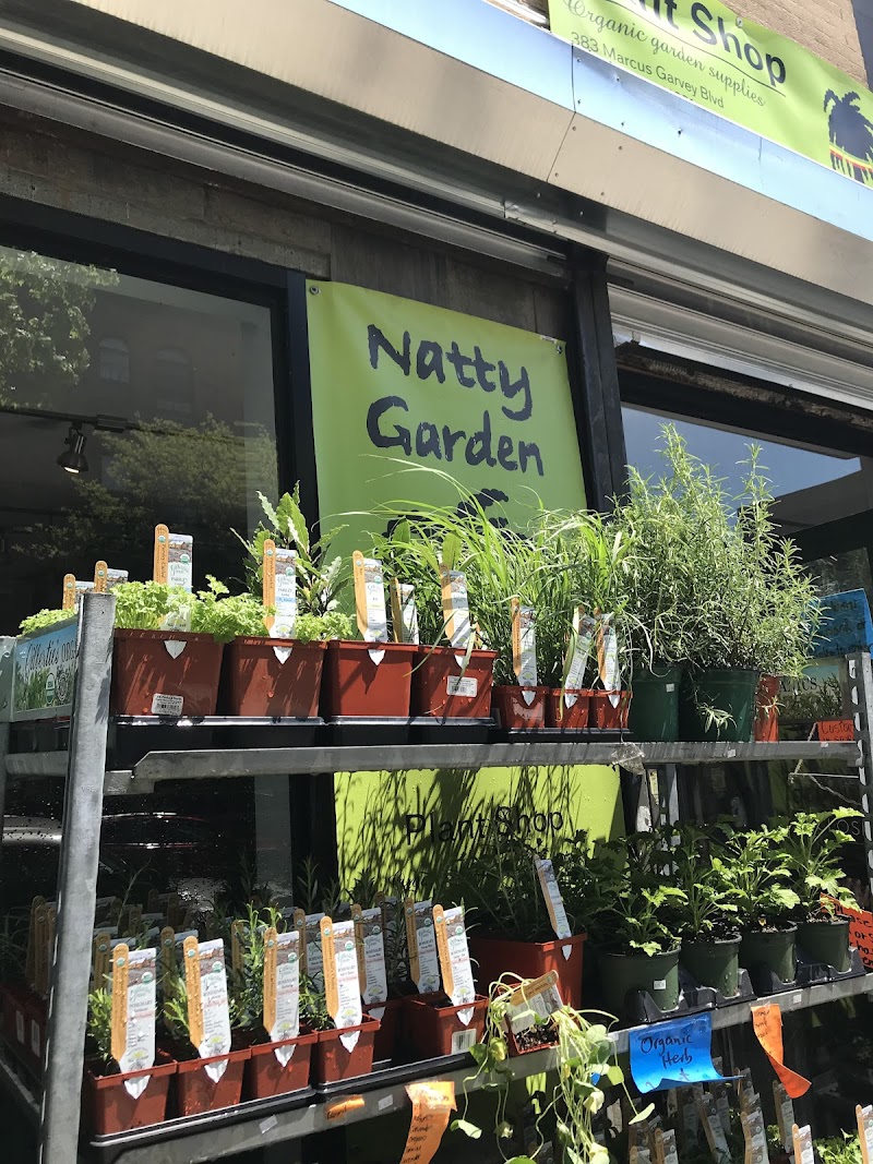 Natty Garden II