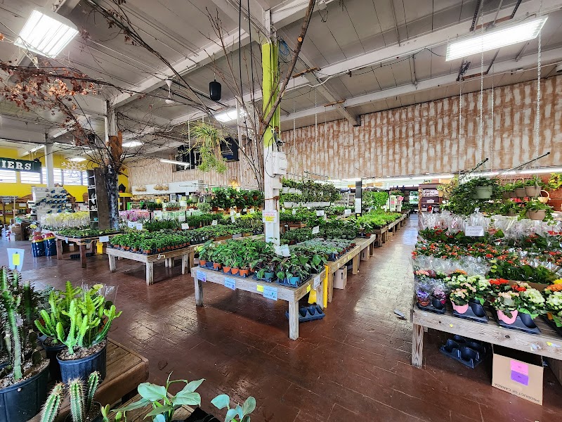 Brooklyn Plantology by Lapide