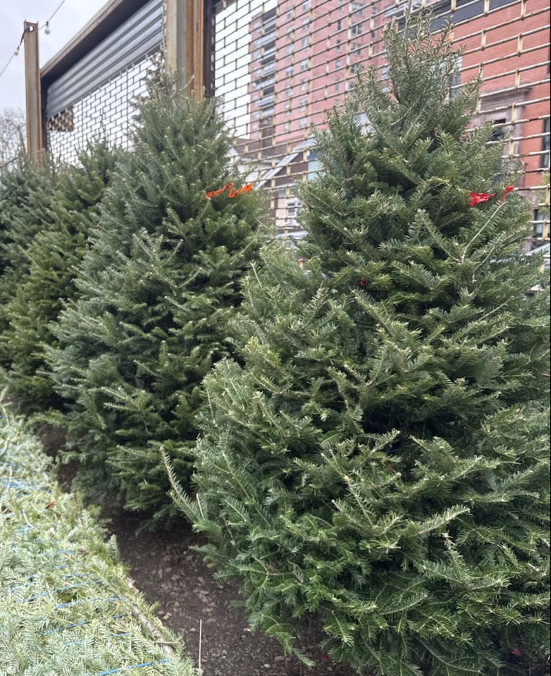 Diyarza Landscaping – Garden Center & Christmas Trees