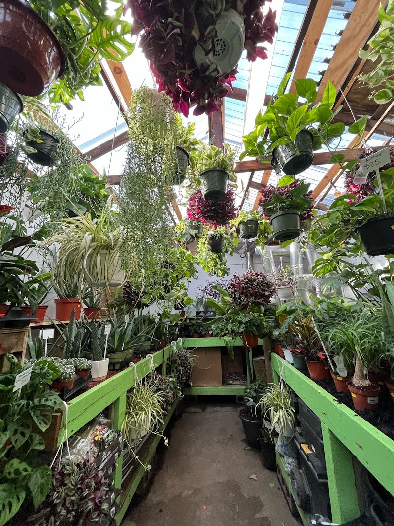 Diyarza Landscaping – Garden Center & Christmas Trees 4