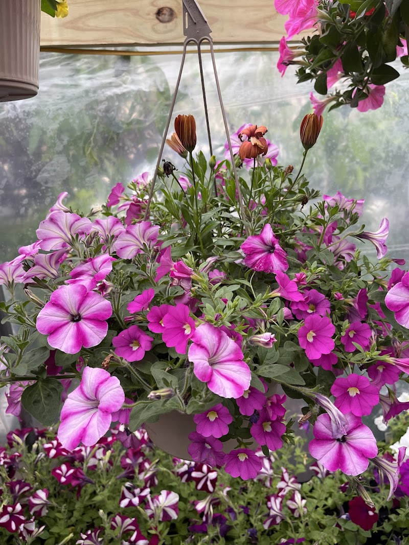 Alpine Nursery & Garden Center