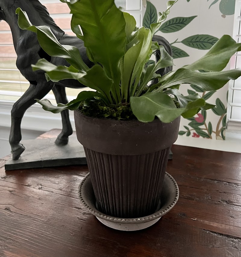 The Old Yew Plant Shop 5